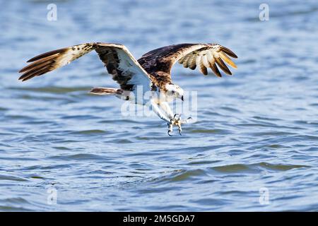 La proie occidentale (Pandion haliatus) capture des poissons, lac Malchin, Mecklembourg-Poméranie occidentale, Allemagne Banque D'Images