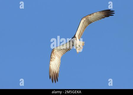 Balbuzard occidental (Pandion haliaetus), volant de tête vers le photographe, Mecklenburg Lake District, Mecklenburg-Poméranie occidentale, Allemagne Banque D'Images