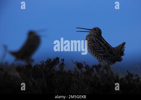 Great Snipe (Gallinago Media), deux mâles courrant au crépuscule sur les coquillages, Trondheim, Norvège Banque D'Images