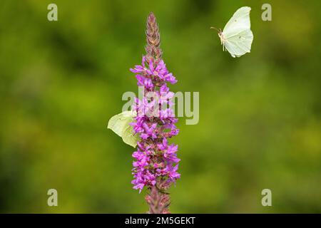 Papillons collectant le nectar, la brimstone (Gonepteryx rhamni), le salicaire pourpre (Lythrum salicaria), près de Garstedt, Basse-Saxe, Allemagne Banque D'Images