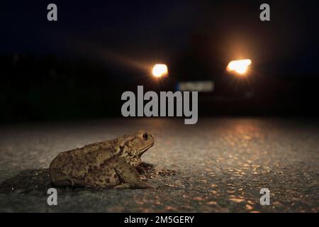 Le crapaud commun (Bufo bufo), sur la route, à l'approche de la voiture, pourrait être dépassé par la voiture, en voie de disparition, Slovénie Banque D'Images