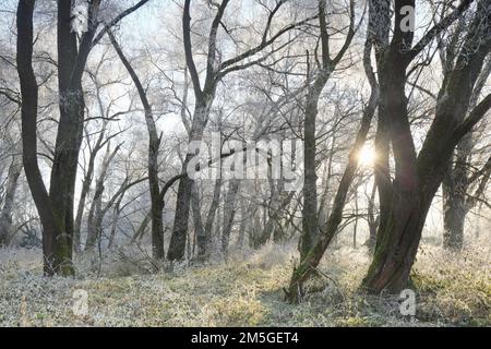 Le soleil du matin brille à travers la forêt de plaine inondable couverte de ripen hivernal, Isental, Bavière, Allemagne Banque D'Images