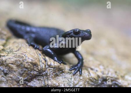 Salamandre alpin (Salamandra atra), sur roche humide, Chiemgau, Bavière, Allemagne Banque D'Images