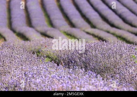 Champ de lavande violet en pleine fleur, forme des structures intéressantes, Bavière, Allemagne Banque D'Images