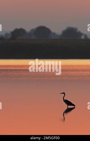 Un héron gris (Ardea cinerea) attend une proie dans un lac de couleur orange au coucher du soleil, silhouette, lac Neusiedl, Burgenland, Autriche Banque D'Images