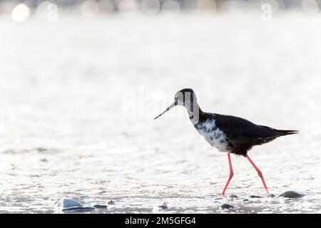 (Himantopus Stilt Black immatures novaezelandiae) avec rétro-éclairage de nourriture dans une rivière de la zone Glentanner, île du Sud, Nouvelle-Zélande. Une critique d'en Banque D'Images