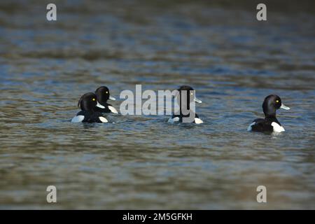 Quatre mâles nageant de canard touffeté (Aythya fuligula) regardant dans la même direction, Brenz, Hermaringen, Swabian Alb, Bade-Wurtemberg, Allemagne Banque D'Images