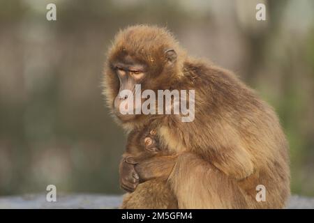 Femme (Theropithecus gelada) jelada mère allaitant jeune bébé, bébé, captif Banque D'Images