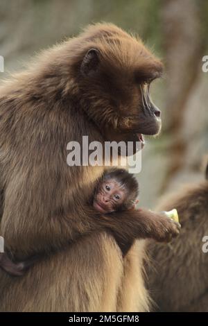 Mère Gelada Baboon (Theropithecus gelada) tenant bébé dans ses bras, protégeant, captive Banque D'Images