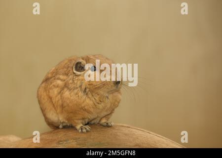 Common gundi (Ctenodactylus gundi), doigt en peigne, captif Banque D'Images