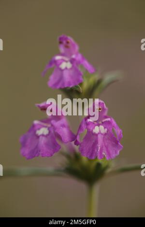 Trois petits anges fleurissent au galeopsis ladanum var.. Angustifolia (Galeopsis angustifolia) en ruine Homburg, figures, fleurs, fleurs Banque D'Images