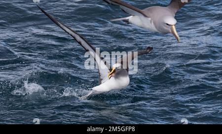 Le nord de l'albatros de Buller (Thalassarche bulleri) (platei) près des Îles Chatham, en Nouvelle-Zélande. Banque D'Images