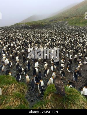 Skua subantarctique en attente à la colonie de manchots royaux (Eudyptes schlegeli) sur les îles Macquarie, Australie Banque D'Images