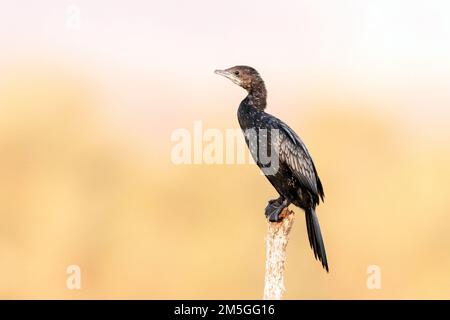 Cormoran pygmée (Phalacrocorax pygmeus) à la fin de l'hiver au lac Kerkini, Grèce. Banque D'Images