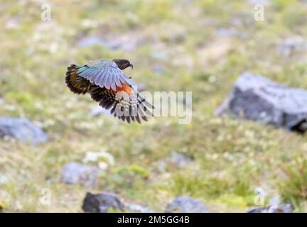 Nestor notabilis Kea (en voie de disparition) en vol au Tunnel de Homer, île du Sud, Nouvelle-Zélande Banque D'Images