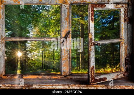 Vue depuis une fenêtre en bois dans une forêt de rêve Banque D'Images