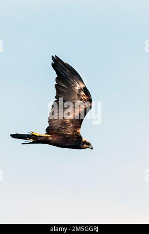 Western busard des roseaux (Circus aeruginosus) sur la migration d'automne le long de la voie migratoire de l'Europe de l'Est (Via Pontica) en Bulgarie. Banque D'Images