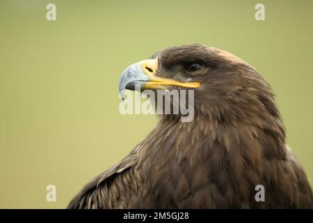 Aigle steppé (Aquila nipalensis), portrait, captif Banque D'Images