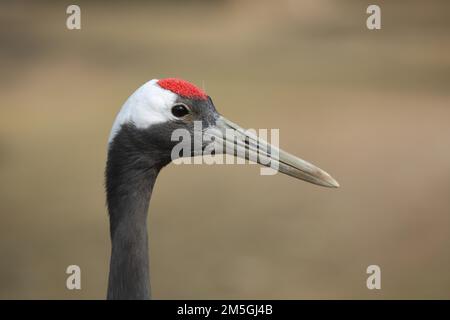 Tête de grue à couronne rouge (Grus japonensis), grues, grue, captive Banque D'Images