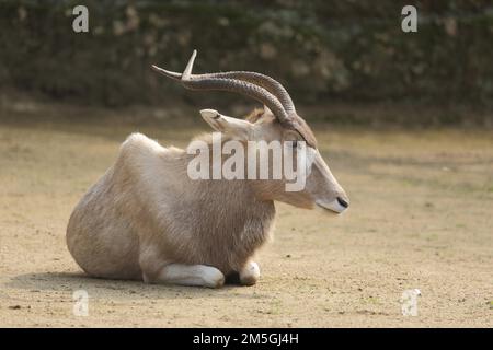 Addax (Addax nasomaculatus), couché, antilope, antilope à cornes, biungulé, ruminant, captif Banque D'Images