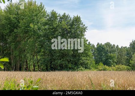 Champ de maïs, arbres près de Garstedt, Basse-Saxe, Allemagne Banque D'Images