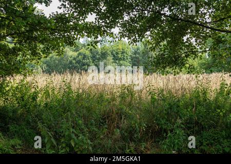 Champ de maïs, arbres près de Garstedt, Basse-Saxe, Allemagne Banque D'Images