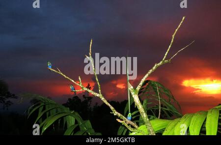 Paarskroonbosnimf ondergaande zittend naast feeders bij zon ; Violet-couronné Woodnymph perché à côté de mangeoires au coucher du soleil à El Dorado lodge, Santa Mart Banque D'Images