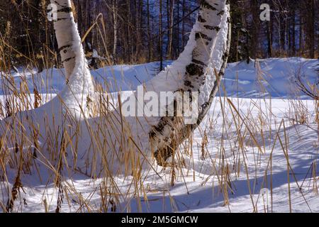 Bouleau dans la neige profonde, Courmayeur, Vallée d'Aoste, Italie Banque D'Images