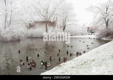 Le Canard colvert (Anas platyrhynchos) groupe la natation dans l'trou à Katwijk en hiver Banque D'Images