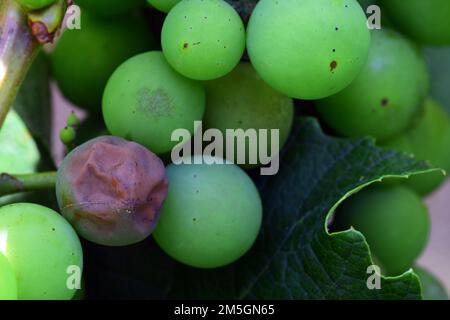 Pourriture noire sur les raisins. La pourriture noire est une maladie fongique qui provoque des taches de feuilles brunes circulaires et réduit de nombreuses baies à des momies noires, semblables à des raisins secs Banque D'Images