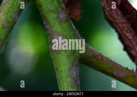 Tige de plante de tomate affectée par le Blight tardif - Phytophthora infestans. Des taches noires ou violettes s'étendent des feuilles aux tiges remarquablement rapidement. Banque D'Images