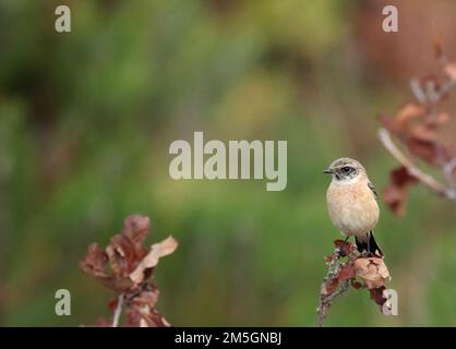 Première de l'hiver sibérien mâle Stonechat (Saxicola maurus) dans les dunes, à l'extrémité orientale de l'île des Wadden néerlandaise de Vlieland. Banque D'Images