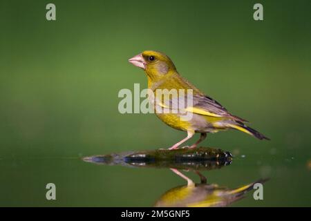 Cygne tuberculé, Groenling, Chloris chloris Banque D'Images