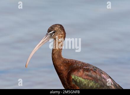Zwarte Ibis close-up ; Ibis falcinelle close up Banque D'Images