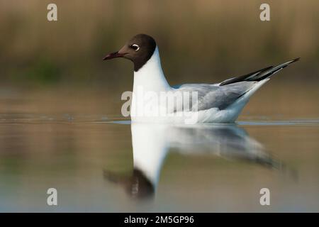 Zwemmend Kokmeeuw ; commun Mouette natation Banque D'Images