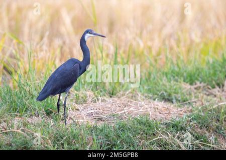 Morph foncé Heron de l'Ouest du récif (Egretta gularis) en été en Espagne. Banque D'Images