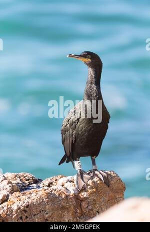 Méditerranée adultes Shag Phalacrocorax aristotelis desmarestii) (en plumage d'hiver perché sur des rochers près de Barcelona, Catalonia, Espagne. Banque D'Images