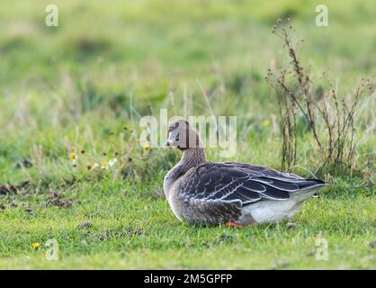 Toendrarietgans rustend op Vlieland, toundra Bean goose (Anser serrirostris) juste arrivé de terreau à Vlieland, Pays-Bas Banque D'Images