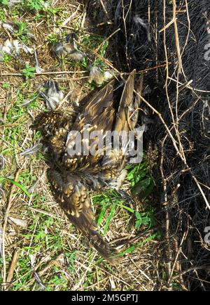 Gevangen Illegaal Goudlijster illégales ; Blanc pris de Bicknell (Zoothera) n at Magic Wood, près de l'île heureuse, Hebei, Chine Banque D'Images