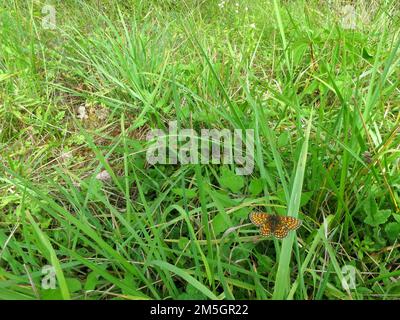 Heath Fritillary, Melitaea athalia, le long du GR 65, via Podiensis, en France. Banque D'Images