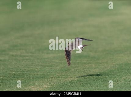 Collier adultes (Glareola pratincola Glaréole) moutling au plumage d'hiver au cours de l'automne dans le delta de l'Ebre, en Espagne. Montrant aile supérieure. Banque D'Images