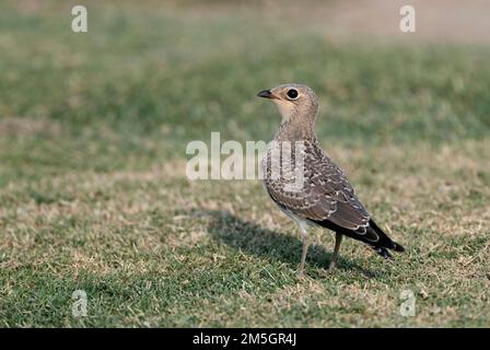 Première de l'hiver (glaréole à collier Glareola pratincola) debout dans un grassfield au cours de l'automne dans le delta de l'Ebre, Espagne Banque D'Images