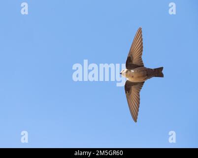 Eurasian Crag Martin (Ptyonoprogne rupestris) en vol contre un ciel bleu en Espagne. Vue du dessous. Banque D'Images