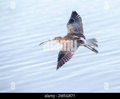 Volant de Courlis eurasien (Numenius arquata) pendant l'hiver à la plage de Katwijk, pays-Bas. Banque D'Images