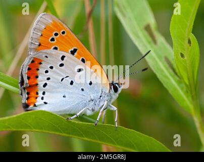 Gros cuivre néerlandais (Lycaena dispar batava) aux pays-Bas. Sous-espèce endémique. Banque D'Images