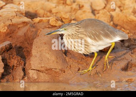 Indian Pond Heron (Ardeola grayii) en Inde. Banque D'Images