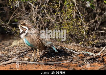 Dans Langstaartgrondscharrelaar Forêt épineuse ; Madagaskar Ground-Roller à longue queue (Uratelornis chimaera) dans Spinfo forêt, Madagascar Banque D'Images