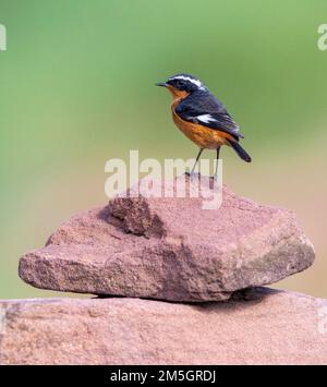 Le Redstart de Moussier (Phoenicurus moussieri) dans le plumage d'automne dans les hautes terres du Maroc. Banque D'Images