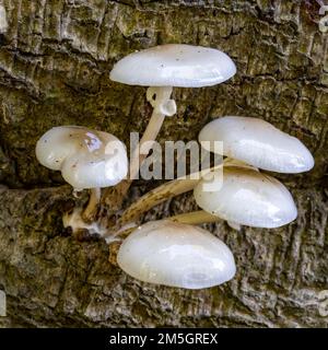 Champignons Hêtre Cap dans une forêt Banque D'Images