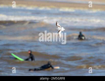 Immature Mouette de Ross (Rhodostethia rosea) au printemps à la jetée du port de Scheveningen, pays-Bas. Surfeurs en arrière-plan. Banque D'Images